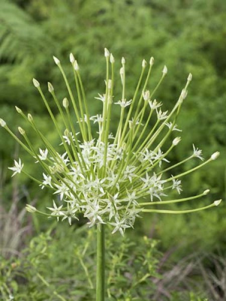 Allium schubertii Arctic Snow